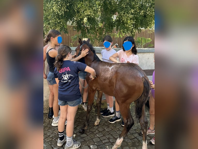 Poney de selle allemand Étalon Poulain (05/2026) Bai in Trumau