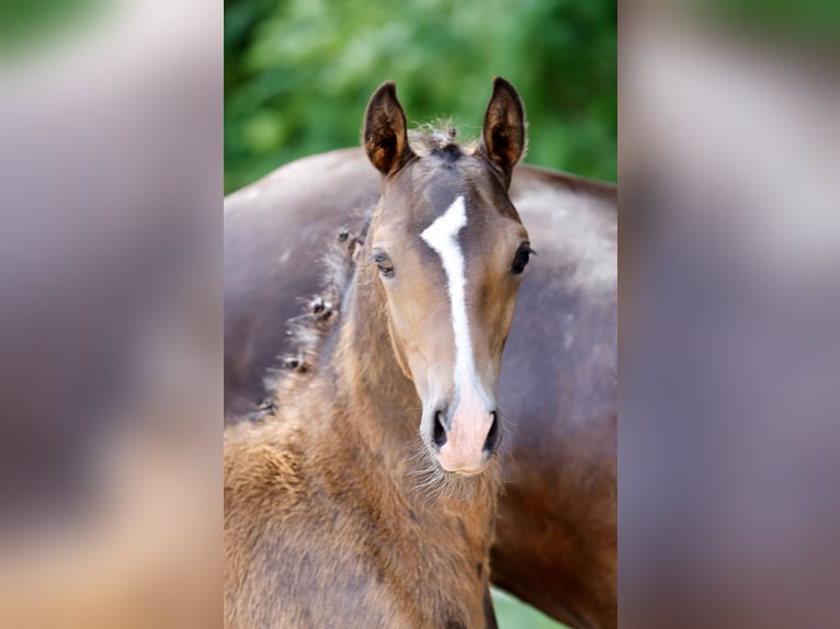 Poney de selle allemand Étalon Poulain (04/2026) Bai in Lilienthal