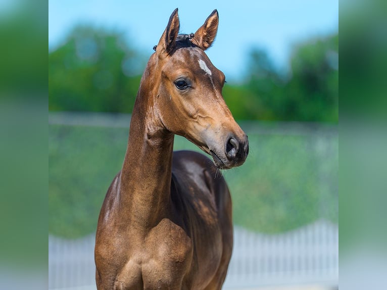 Poney de selle allemand Étalon Poulain (04/2026) Bai in Mnster-Handorf