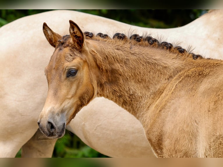 Poney de selle allemand Étalon Poulain (03/2025) Bai in Neuhof / Poel