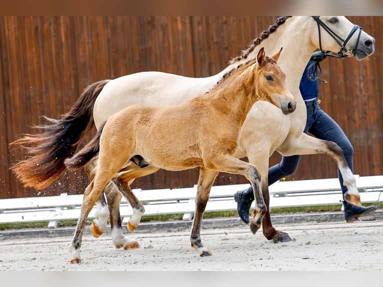 Poney de selle allemand Étalon Poulain (03/2025) Bai in Neuhof / Poel