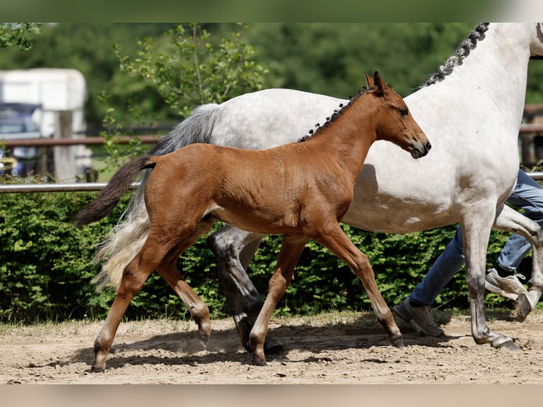 Poney de selle allemand Étalon Poulain (04/2026) Bai in Uplengen