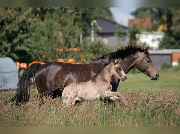 Poney de selle allemand Étalon Poulain (05/2024) Buckskin in Buxtehude