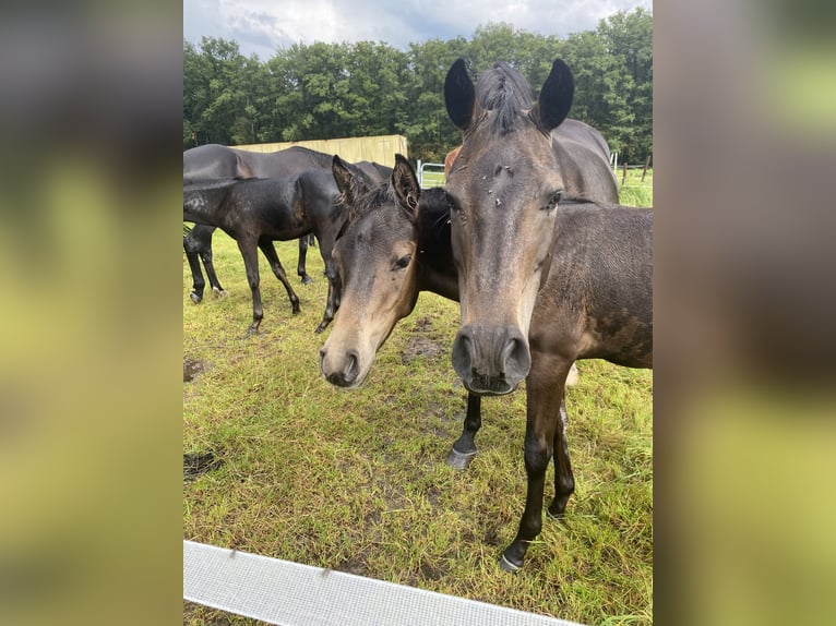 Poney de selle allemand Étalon Poulain (05/2024) Buckskin in Buxtehude