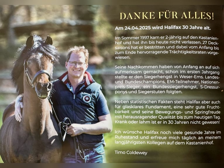 Poney de selle allemand Étalon Poulain (06/2025) Buckskin in AlheimAlheim