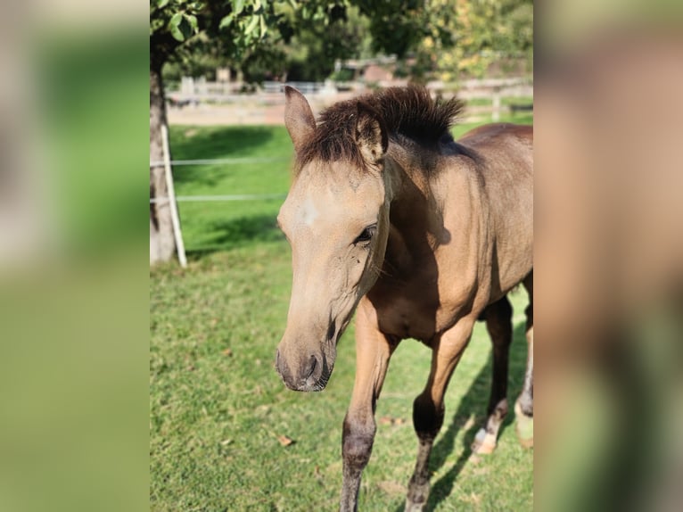 Poney de selle allemand Étalon Poulain (05/2024) Buckskin in Bad Essen