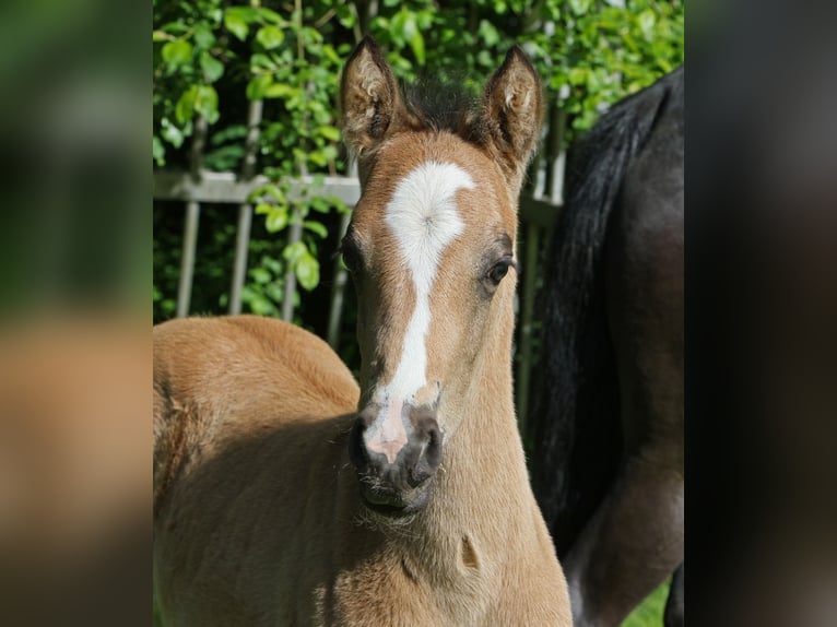 Poney de selle allemand Étalon Poulain (04/2026) Buckskin in Billerbeck