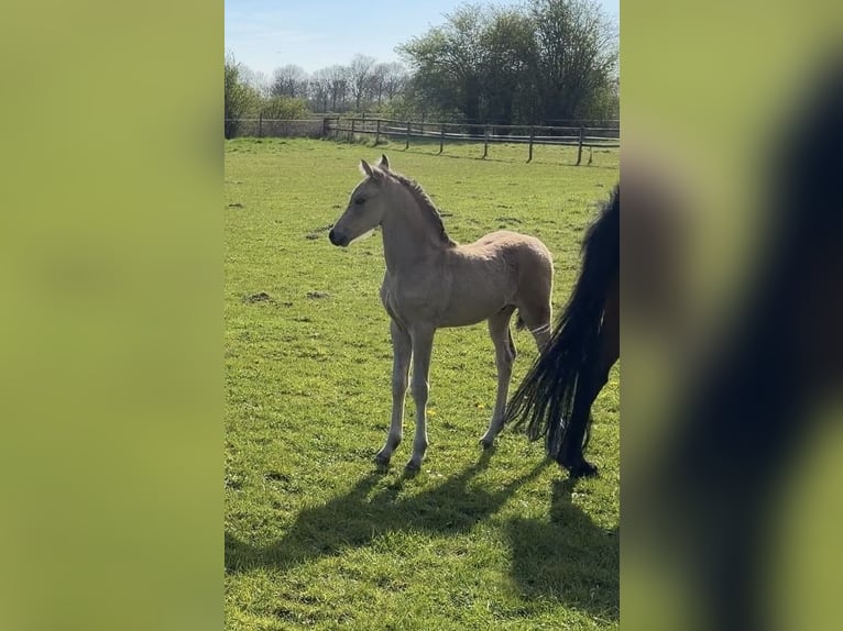 Poney de selle allemand Étalon Poulain (01/2026) Buckskin in Achim