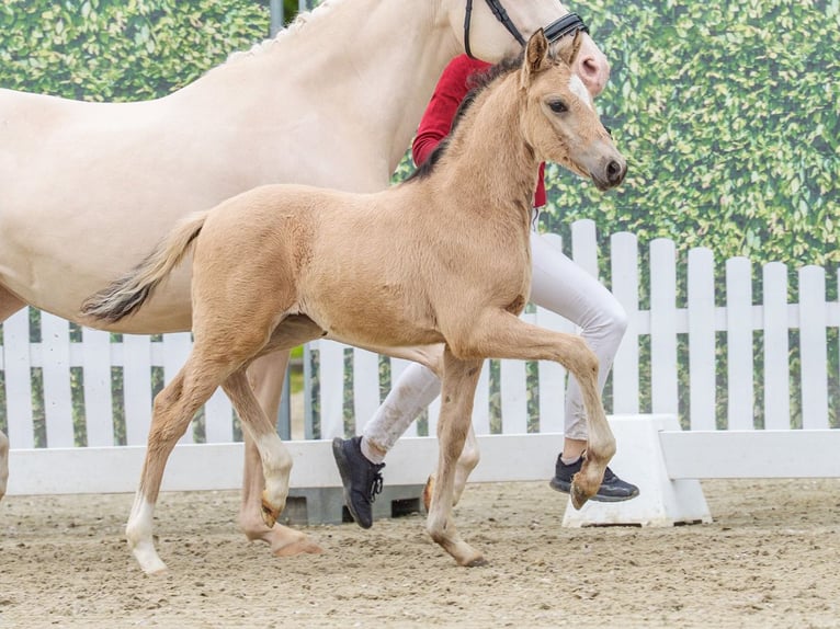 Poney de selle allemand Étalon Poulain (04/2026) Buckskin in Mnster-Handorf