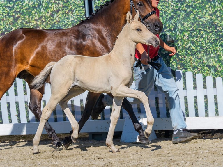 Poney de selle allemand Étalon Poulain (06/2026) Buckskin in Mnster-Handorf