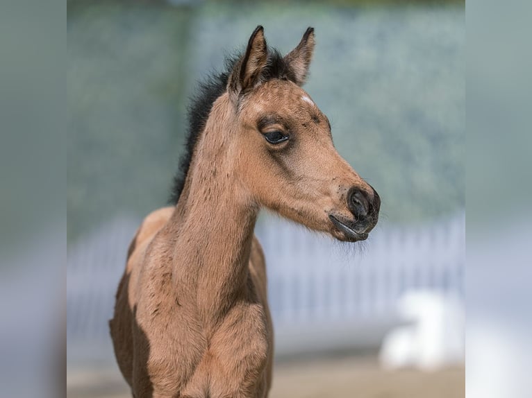 Poney de selle allemand Étalon Poulain (03/2026) Buckskin in Münster-Handorf