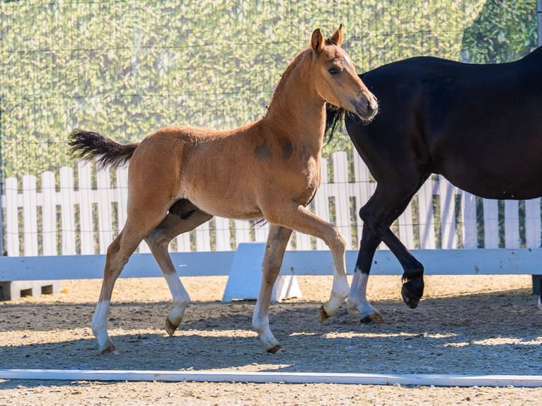 Poney de selle allemand Étalon Poulain (03/2026) Buckskin in Wettringen