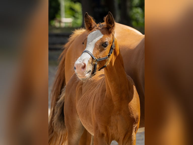 Poney de selle allemand Étalon Poulain (01/2025) in Moers