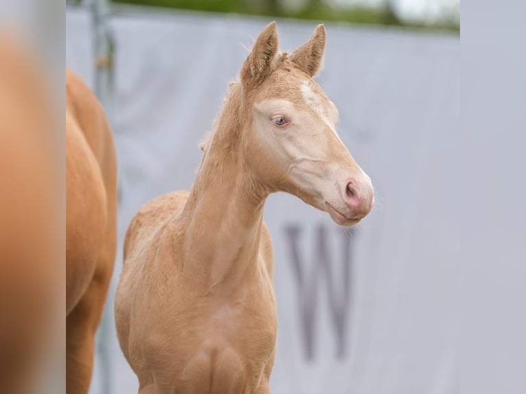 Poney de selle allemand Étalon Poulain (02/2024) Cremello in Münster