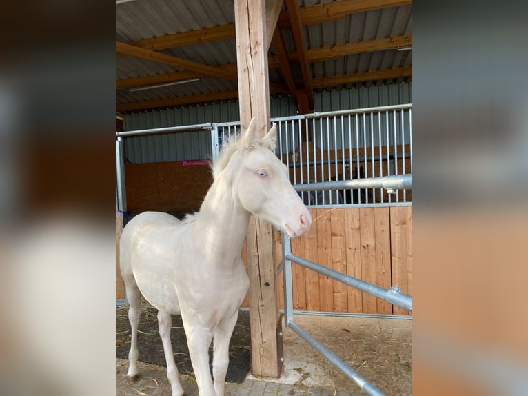 Poney de selle allemand Étalon Poulain (06/2025) Cremello in Cremlingen Poney de selle allemand Étalon Poulain (06/2025) Cremello in Cremlingen