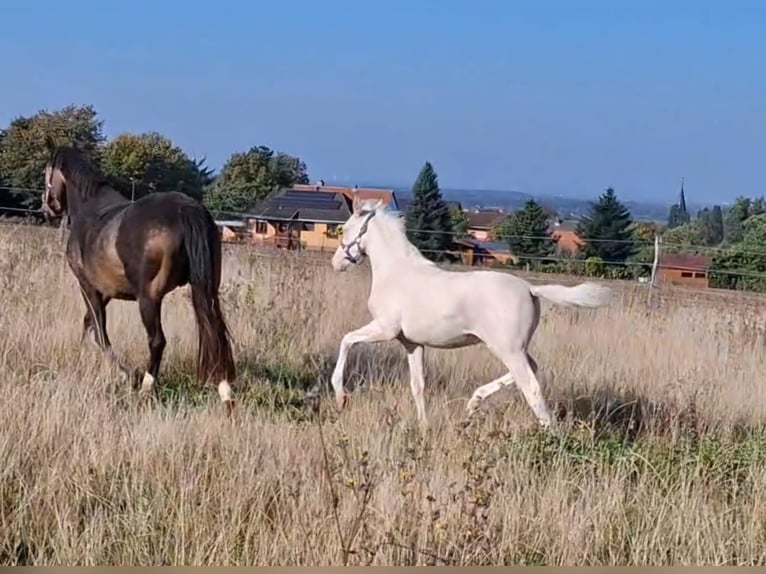 Poney de selle allemand Étalon Poulain (06/2025) Cremello in Cremlingen Poney de selle allemand Étalon Poulain (06/2025) Cremello in Cremlingen