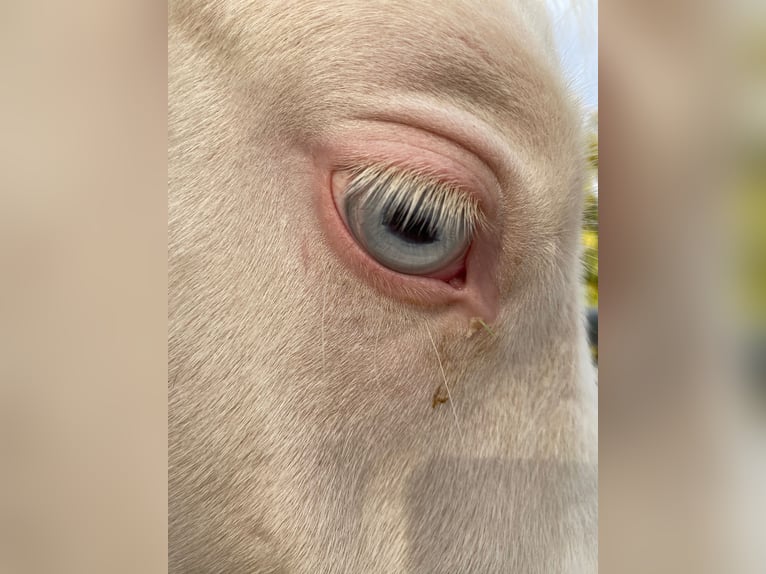 Poney de selle allemand Étalon Poulain (06/2025) Cremello in Cremlingen Poney de selle allemand Étalon Poulain (06/2025) Cremello in Cremlingen