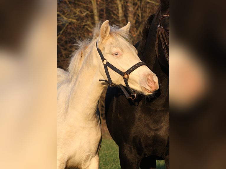 Poney de selle allemand Étalon Poulain (06/2025) Cremello in Vetschau