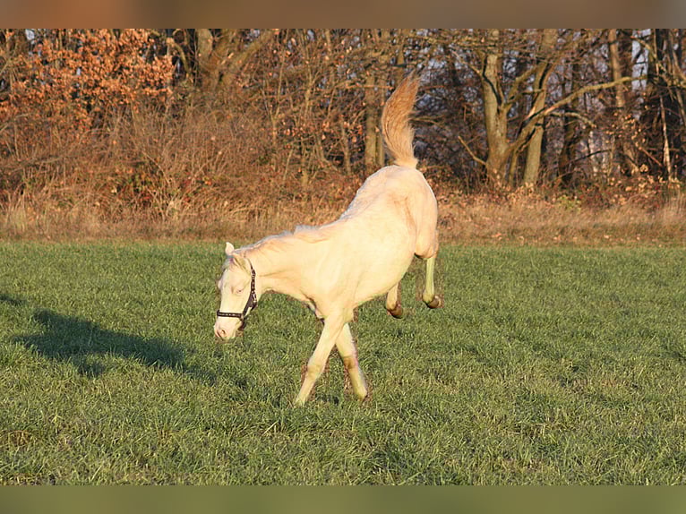 Poney de selle allemand Étalon Poulain (06/2025) Cremello in Vetschau
