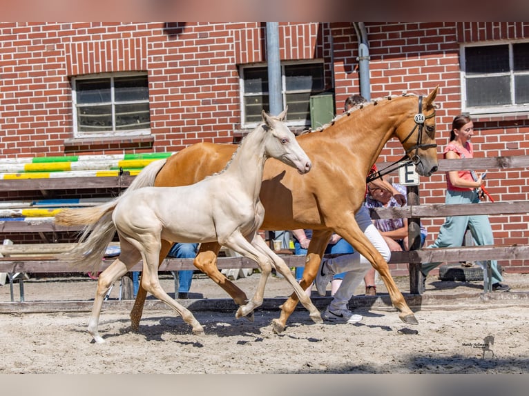 Poney de selle allemand Étalon Poulain (03/2026) Cremello in Bramsche