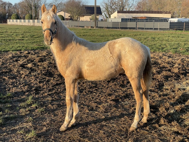 Poney de selle allemand Croisé Étalon Poulain (05/2025) Isabelle in Vettweiss