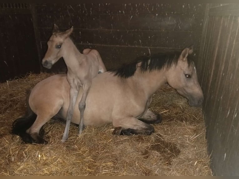 Poney de selle allemand Étalon  Isabelle in Unterwellenborn