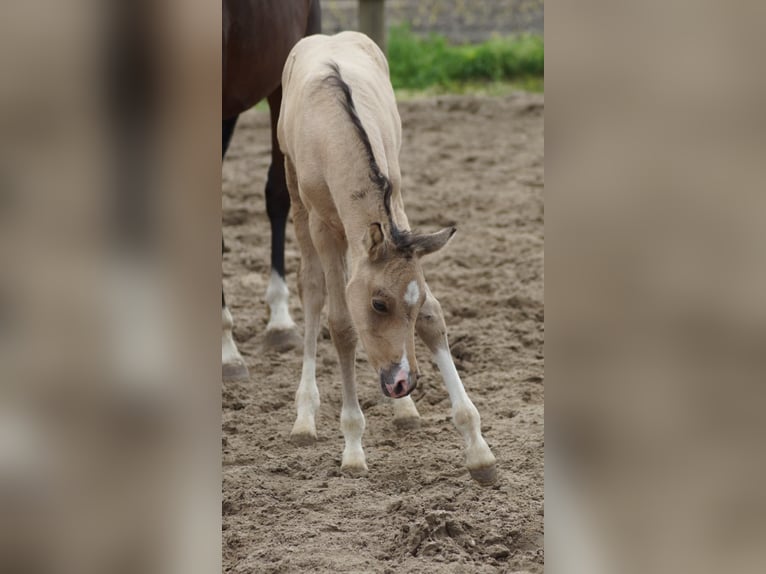 Poney de selle allemand Étalon Poulain (05/2026) Isabelle in Neuenkirchen-Vörden
