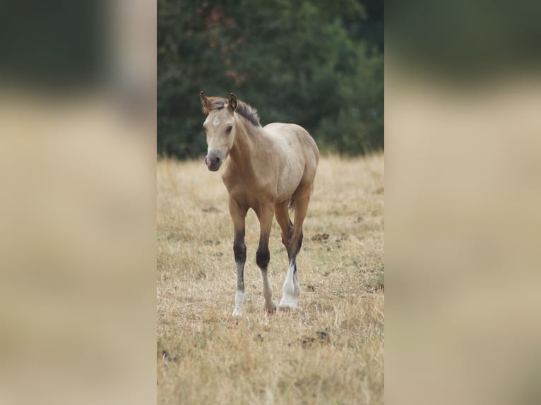 Poney de selle allemand Étalon Poulain (05/2026) Isabelle in Neuenkirchen-Vörden