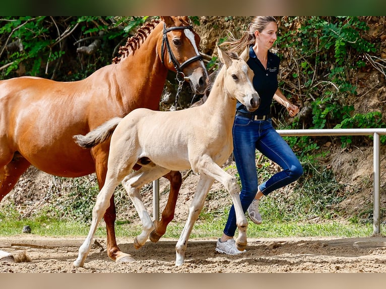 Poney de selle allemand Étalon Poulain (05/2025) Isabelle in Gro Beren