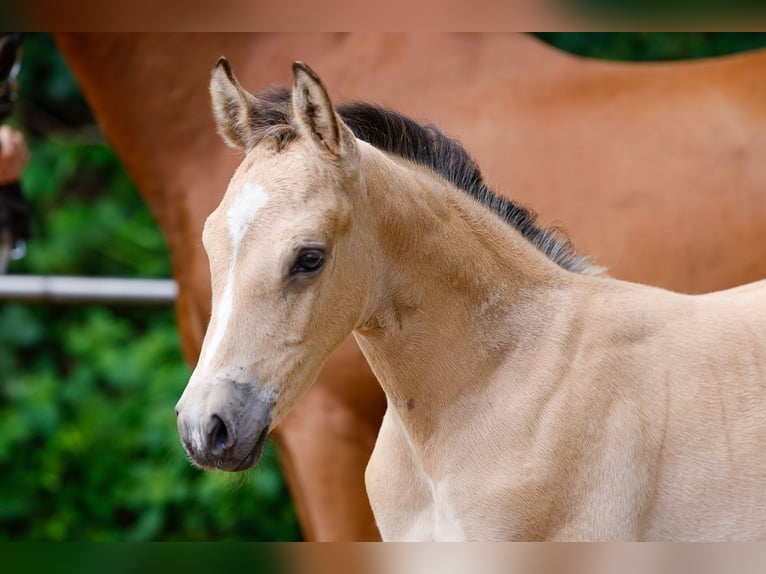 Poney de selle allemand Étalon Poulain (05/2025) Isabelle in Gro Beren