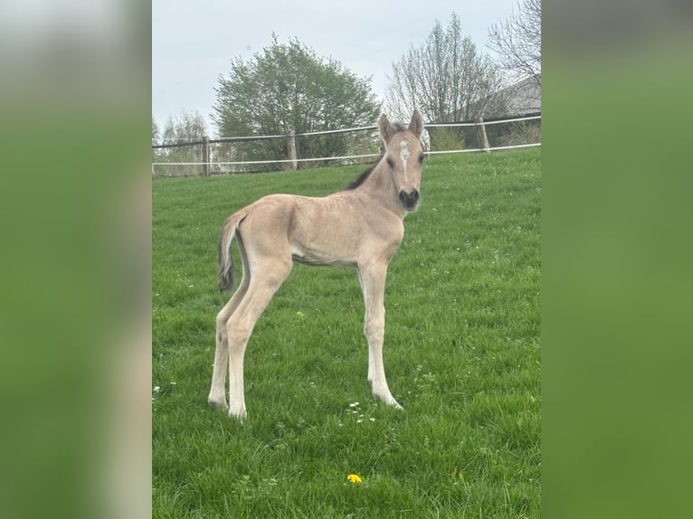 Poney de selle allemand Étalon Poulain (03/2026) Isabelle in Iserlohn