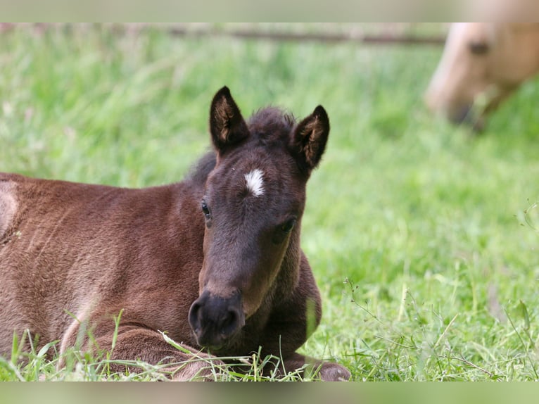 Poney de selle allemand Étalon Poulain (04/2026) Noir in Wettringen