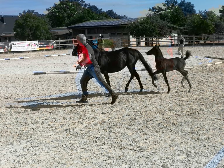 Poney de selle allemand Étalon Poulain (05/2026) Noir in Walldürn