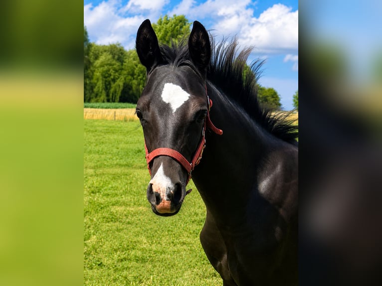 Poney de selle allemand Étalon Poulain (03/2026) Noir in Tannheim