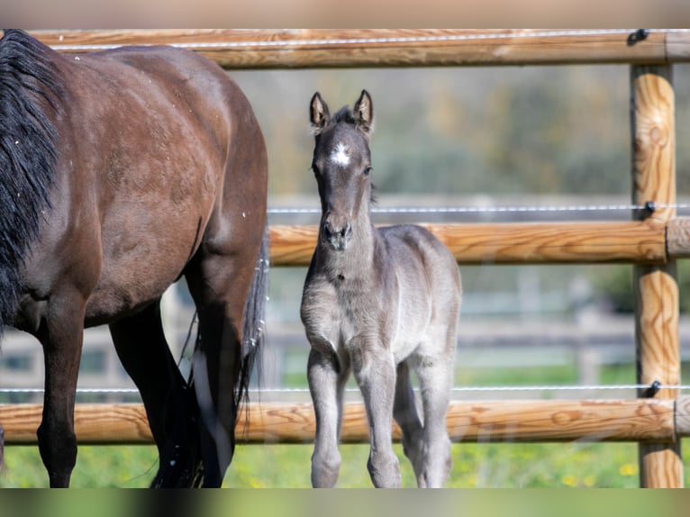 Poney de selle allemand Étalon Poulain (01/2026) Noir in Nans-les-Pins