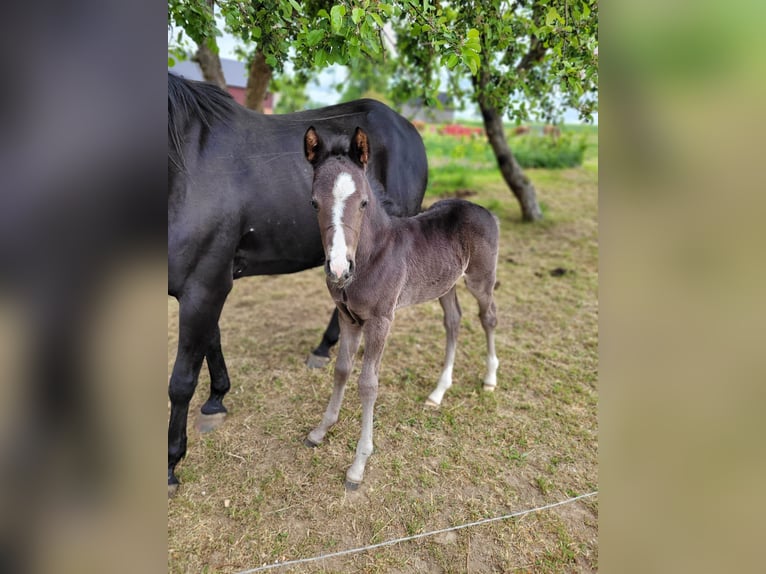 Poney de selle allemand Étalon  Noir in Reichenbach/Vogtland
