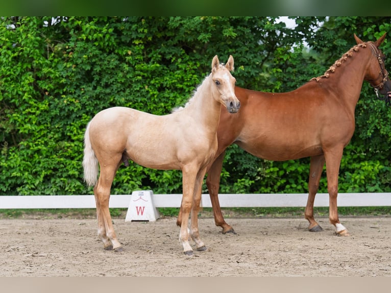 Poney de selle allemand Étalon Poulain (02/2026) Palomino in Marienmünster