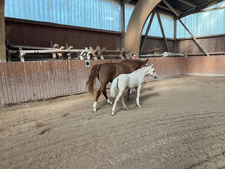 Poney de selle allemand Étalon Poulain (03/2025) Palomino in Remptendorf
