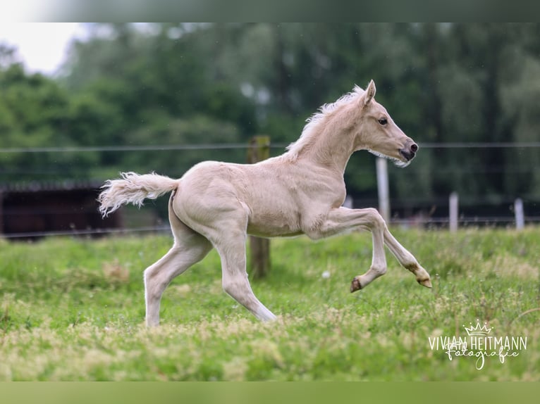 Poney de selle allemand Étalon Poulain (05/2026) Palomino in Bottrop