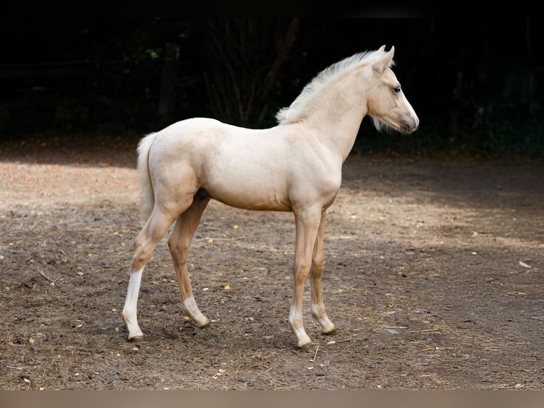 Poney de selle allemand Étalon Poulain (06/2025) Palomino in Braunschweig