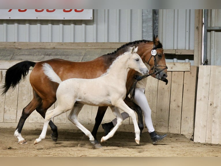 Poney de selle allemand Étalon Poulain (04/2025) Palomino in Dorndorf