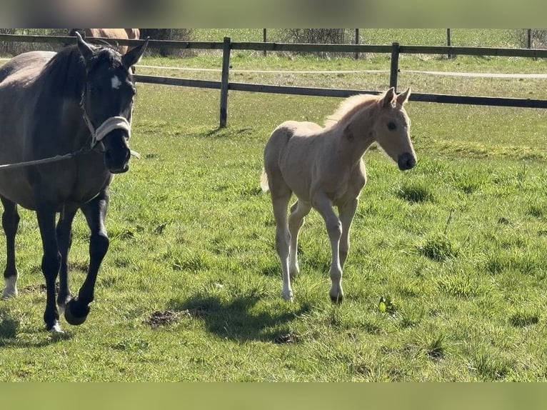 Poney de selle allemand Étalon Poulain (01/2026) Palomino in Achim