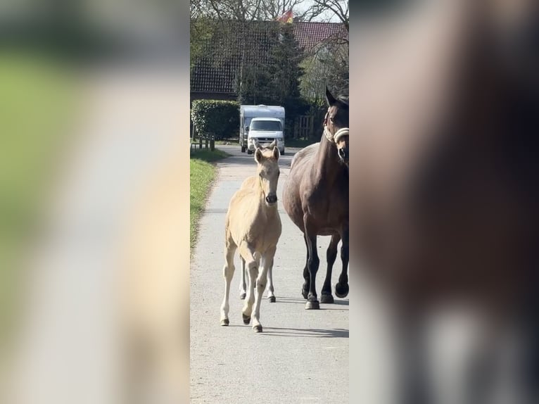 Poney de selle allemand Étalon Poulain (03/2026) Palomino in Achim