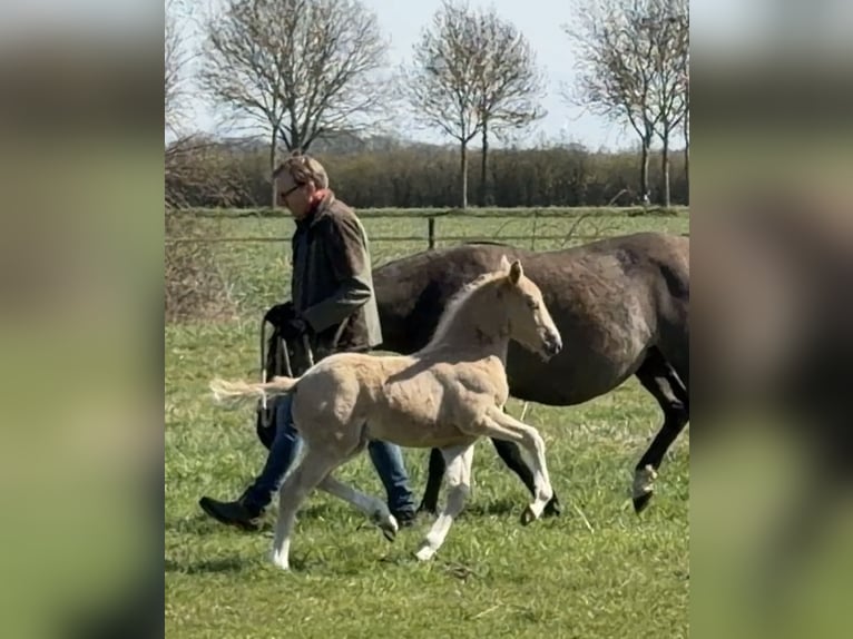 Poney de selle allemand Étalon Poulain (01/2026) Palomino in Achim
