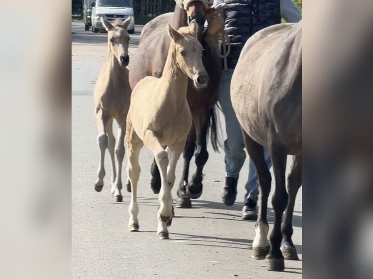 Poney de selle allemand Étalon Poulain (03/2026) Palomino in Achim