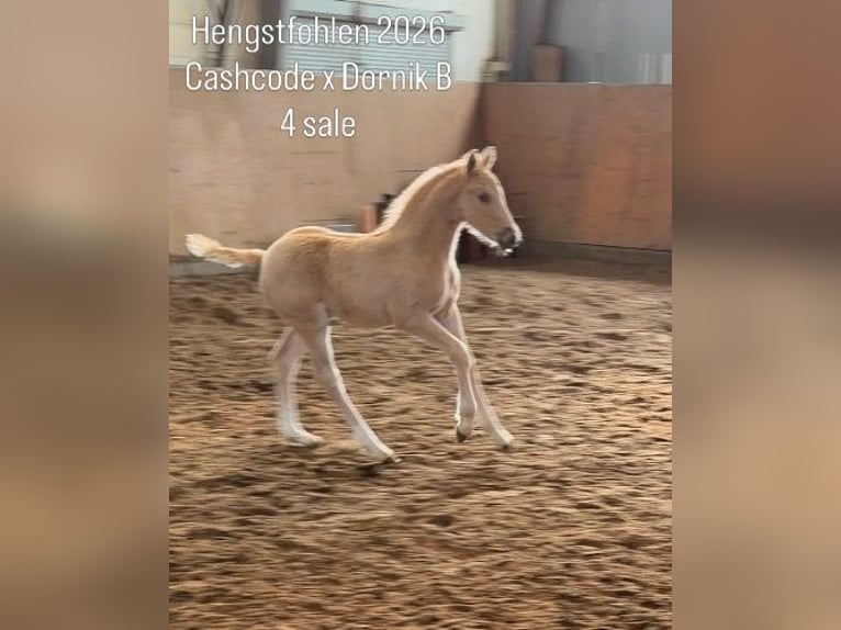 Poney de selle allemand Étalon Poulain (03/2026) Palomino in Achim