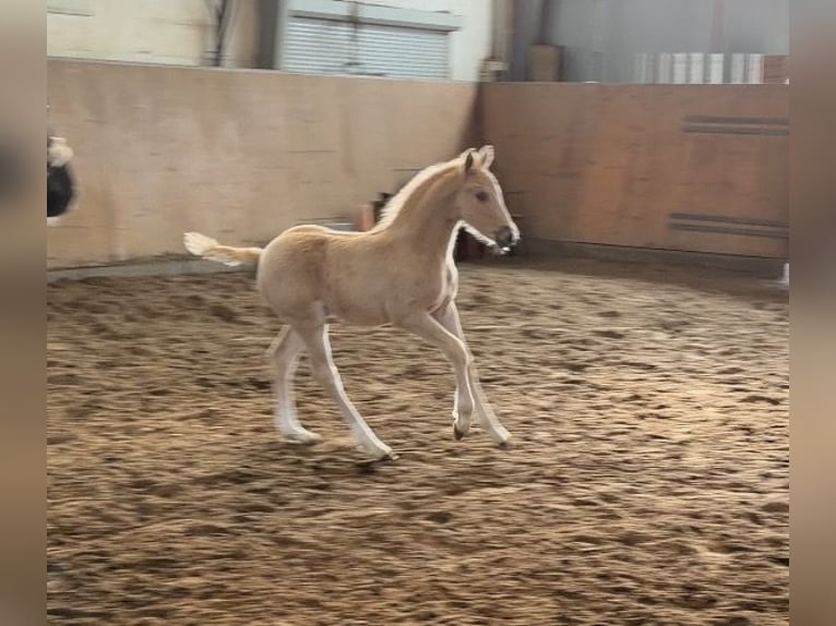 Poney de selle allemand Étalon Poulain (03/2026) Palomino in Achim