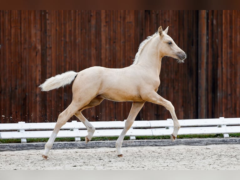 Poney de selle allemand Étalon Poulain (05/2025) Palomino in Loissin