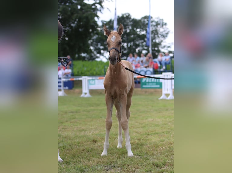 Poney de selle allemand Étalon Poulain (05/2026) Palomino in Lübbecke