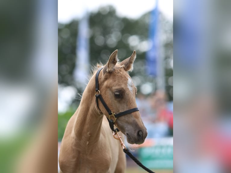 Poney de selle allemand Étalon Poulain (05/2026) Palomino in Lübbecke